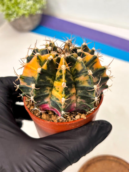 Gymnocalycium Mihanovichii (gy15) (r2) | Imported Plants