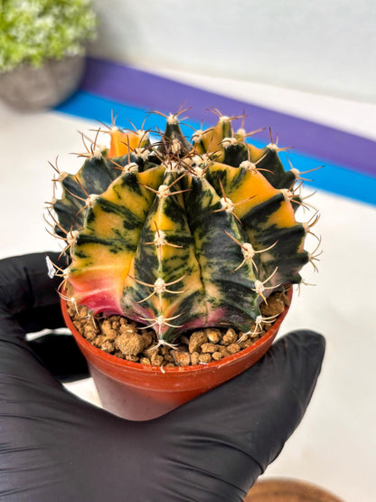 Gymnocalycium Mihanovichii (gy15) (r2) | Imported Plants