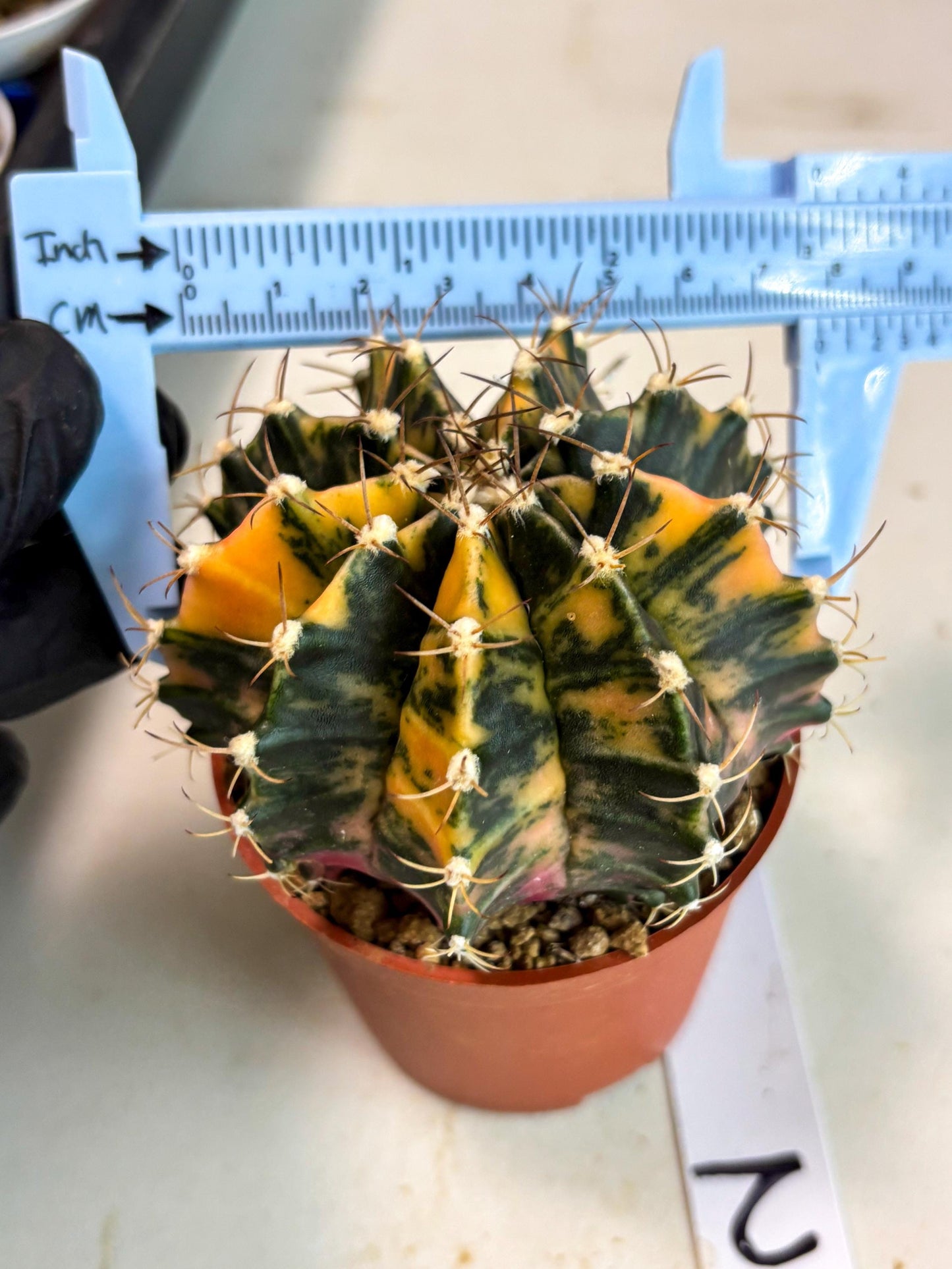 Gymnocalycium Mihanovichii (gy15) (r2) | Imported Plants