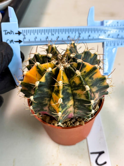 Gymnocalycium Mihanovichii (gy15) (r2) | Imported Plants