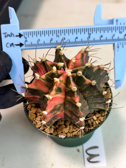 Gymnocalycium Mihanovichii (gy15) (r3) | Imported Plants