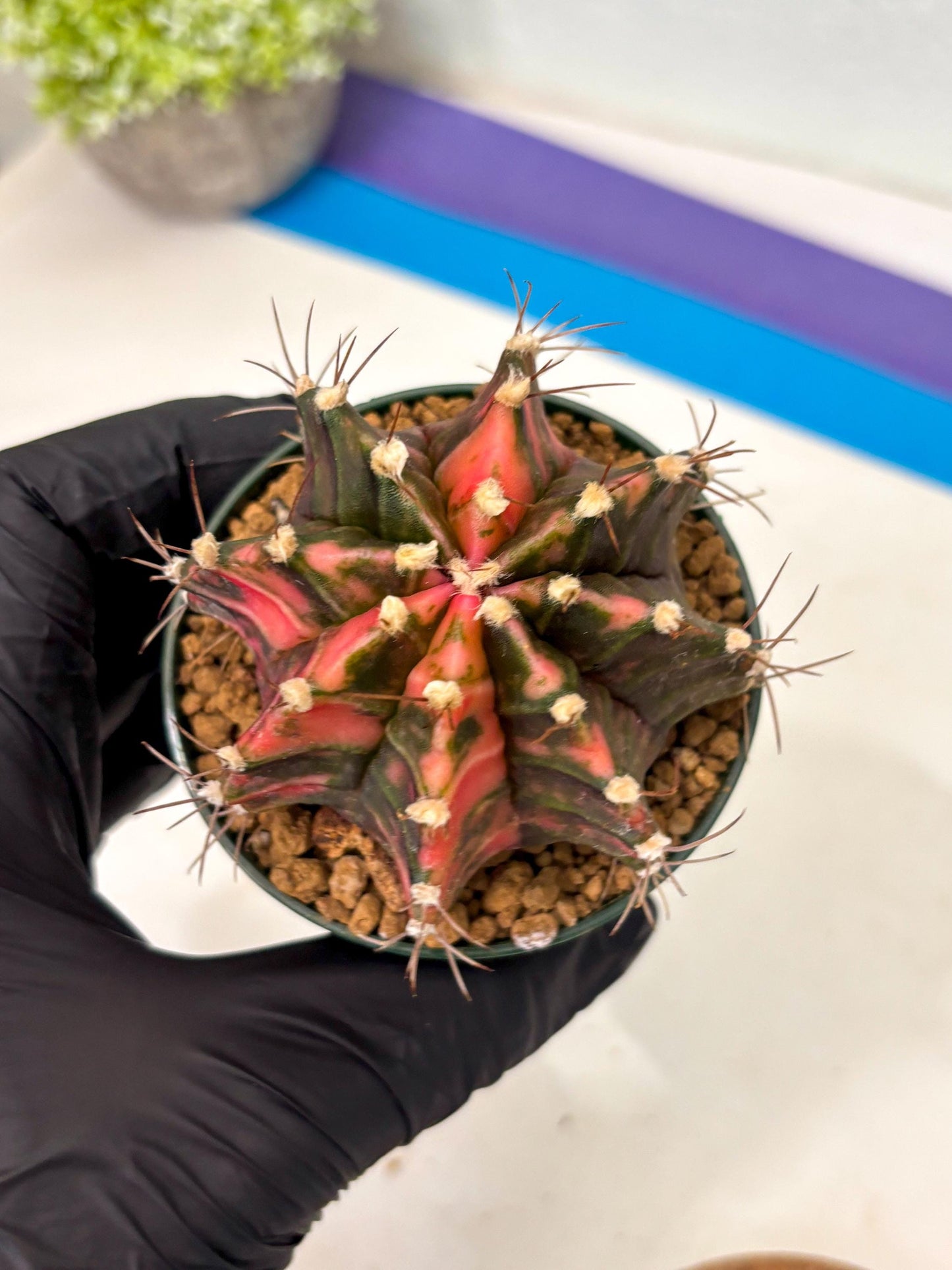 Gymnocalycium Mihanovichii (gy15) (r3) | Imported Plants