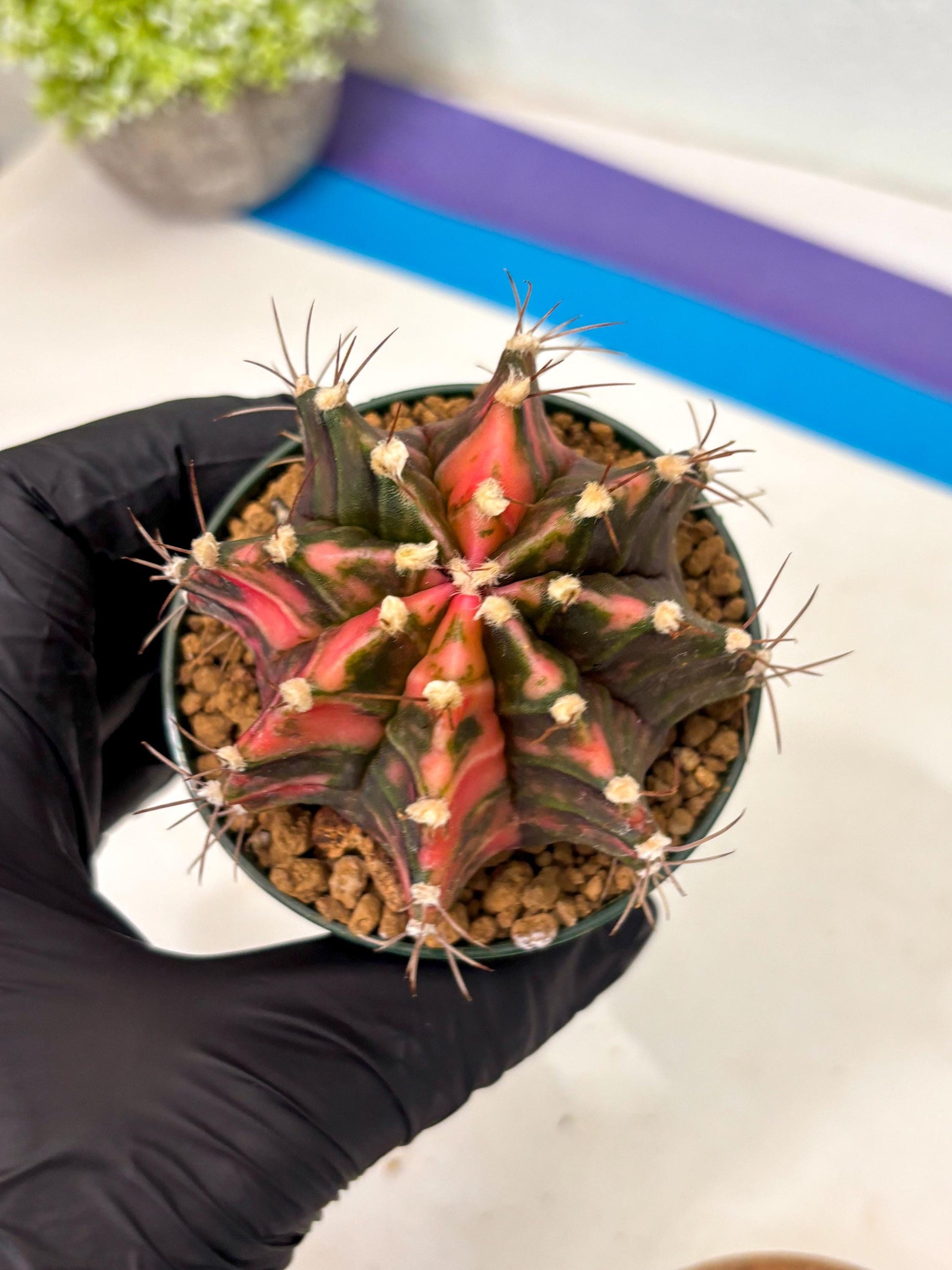 Gymnocalycium Mihanovichii (gy15) (r3) | Imported Plants