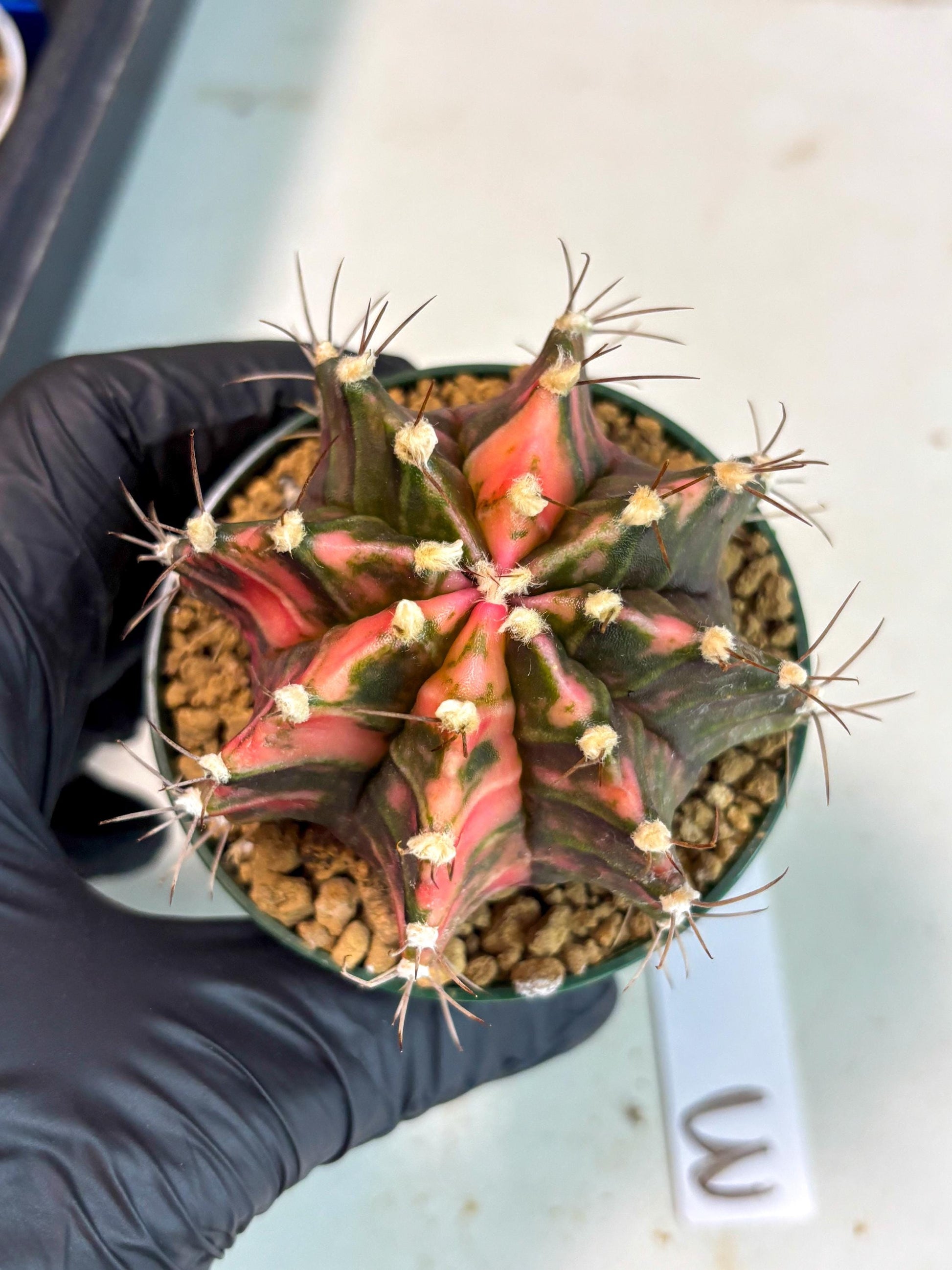 Gymnocalycium Mihanovichii (gy15) (r3) | Imported Plants