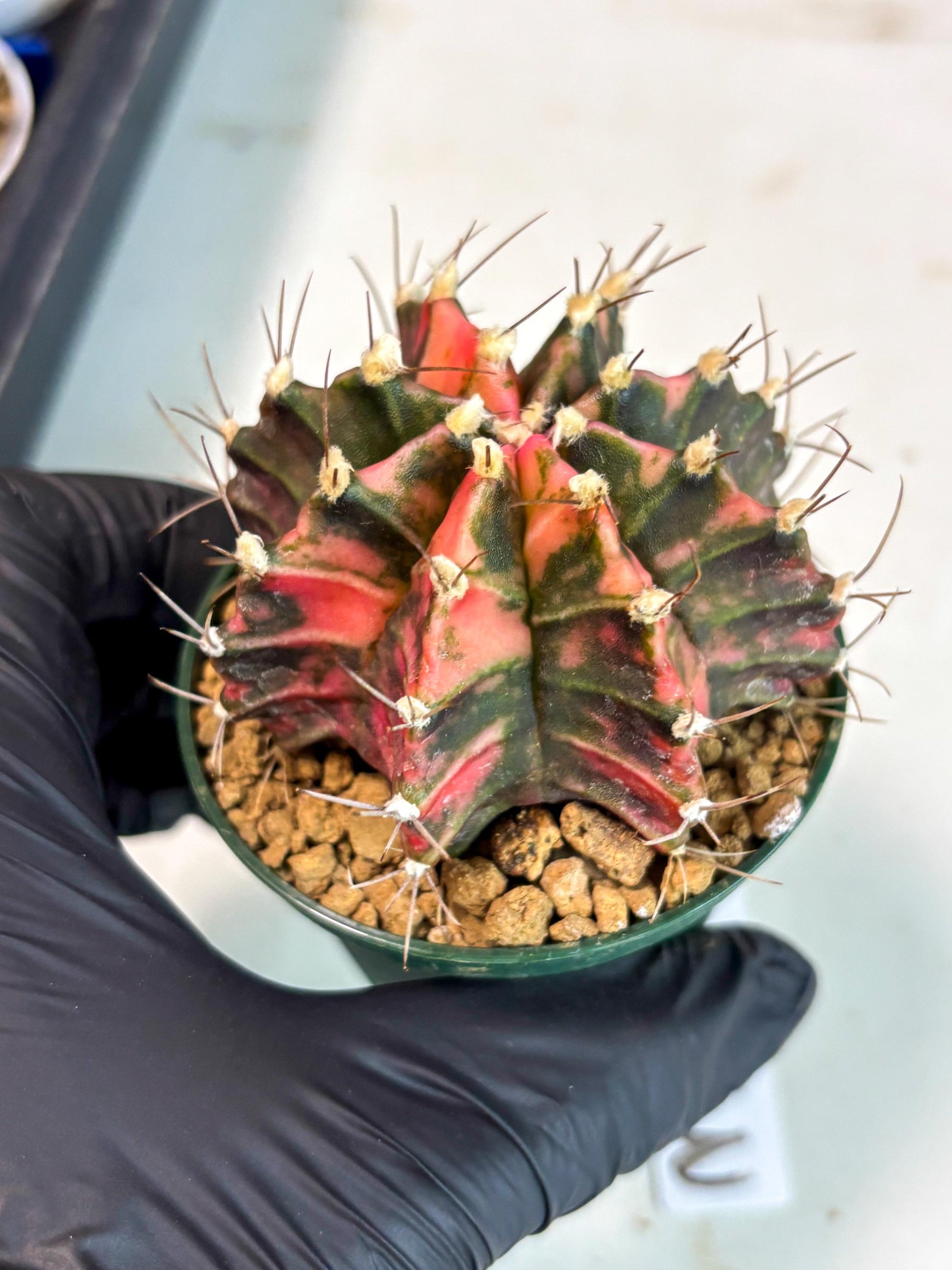 Gymnocalycium Mihanovichii (gy15) (r3) | Imported Plants