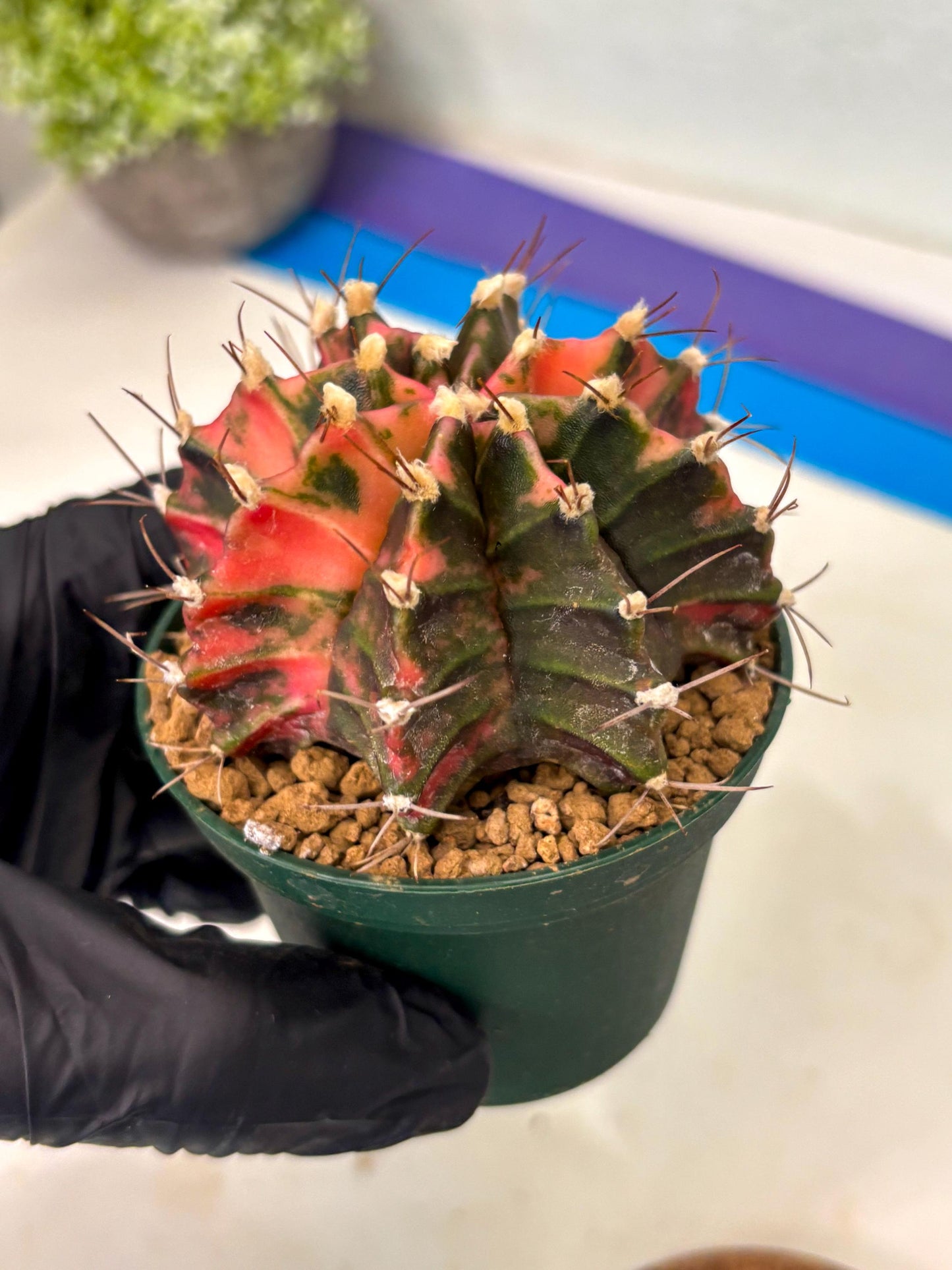 Gymnocalycium Mihanovichii (gy15) (r3) | Imported Plants