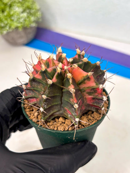Gymnocalycium Mihanovichii (gy15) (r3) | Imported Plants