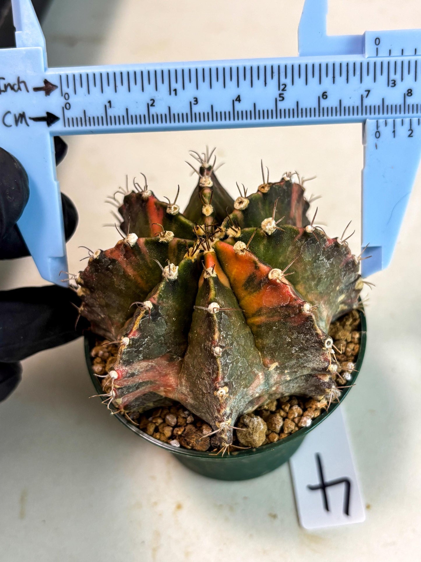 Gymnocalycium Mihanovichii (gy15) (r4) | Imported Plants