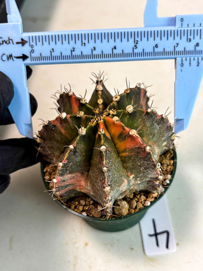 Gymnocalycium Mihanovichii (gy15) (r4) | Imported Plants