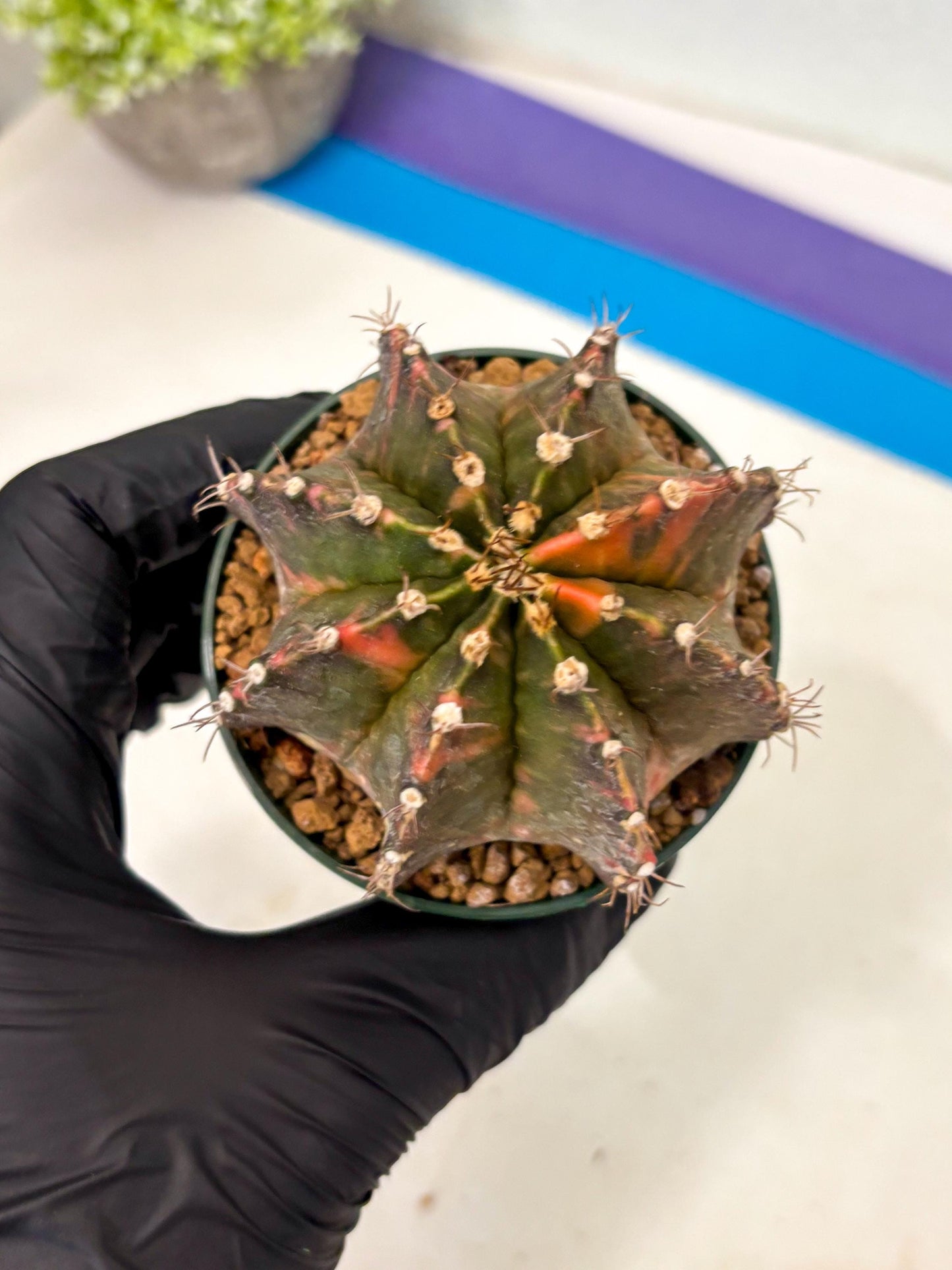 Gymnocalycium Mihanovichii (gy15) (r4) | Imported Plants