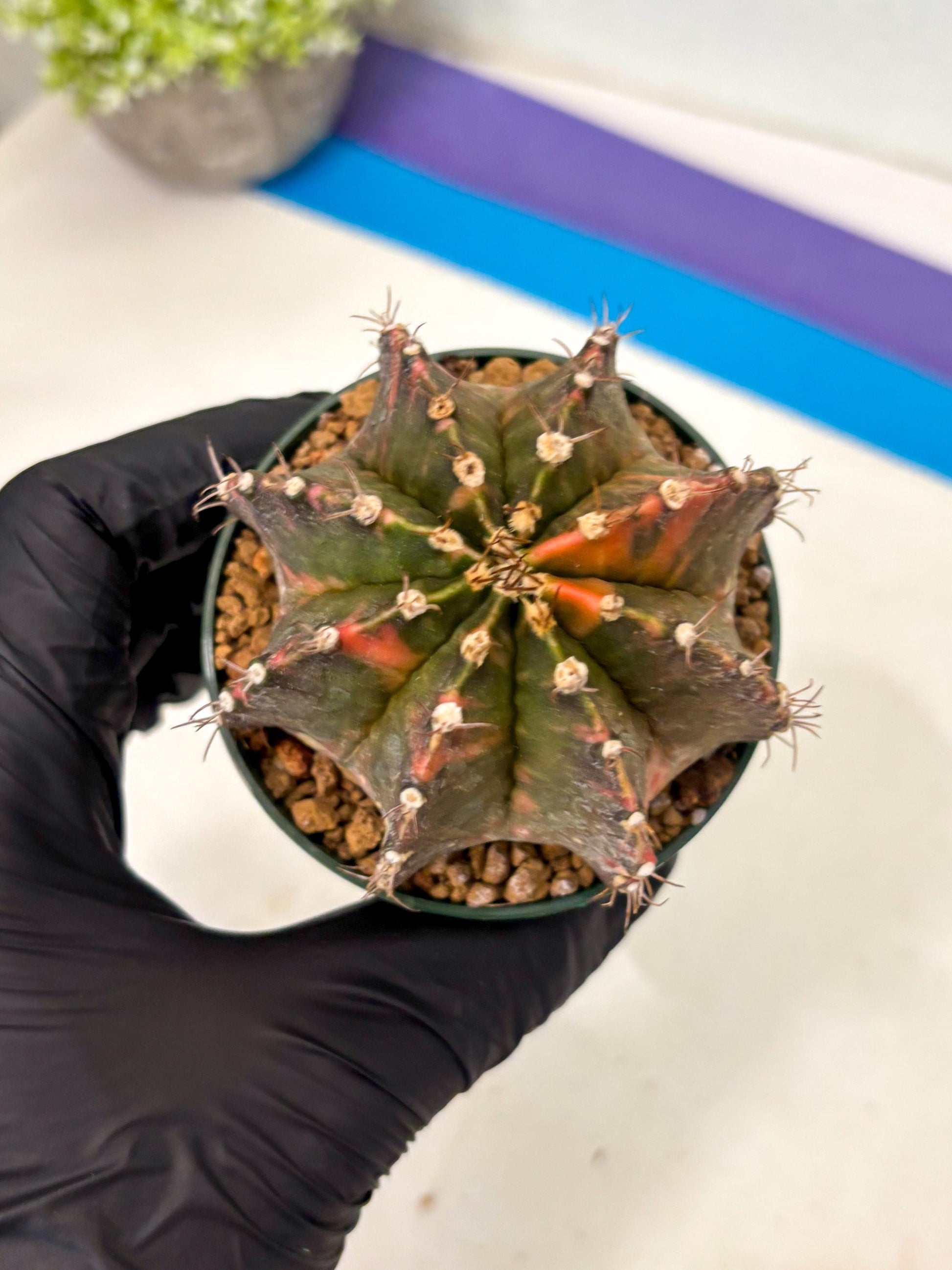 Gymnocalycium Mihanovichii (gy15) (r4) | Imported Plants