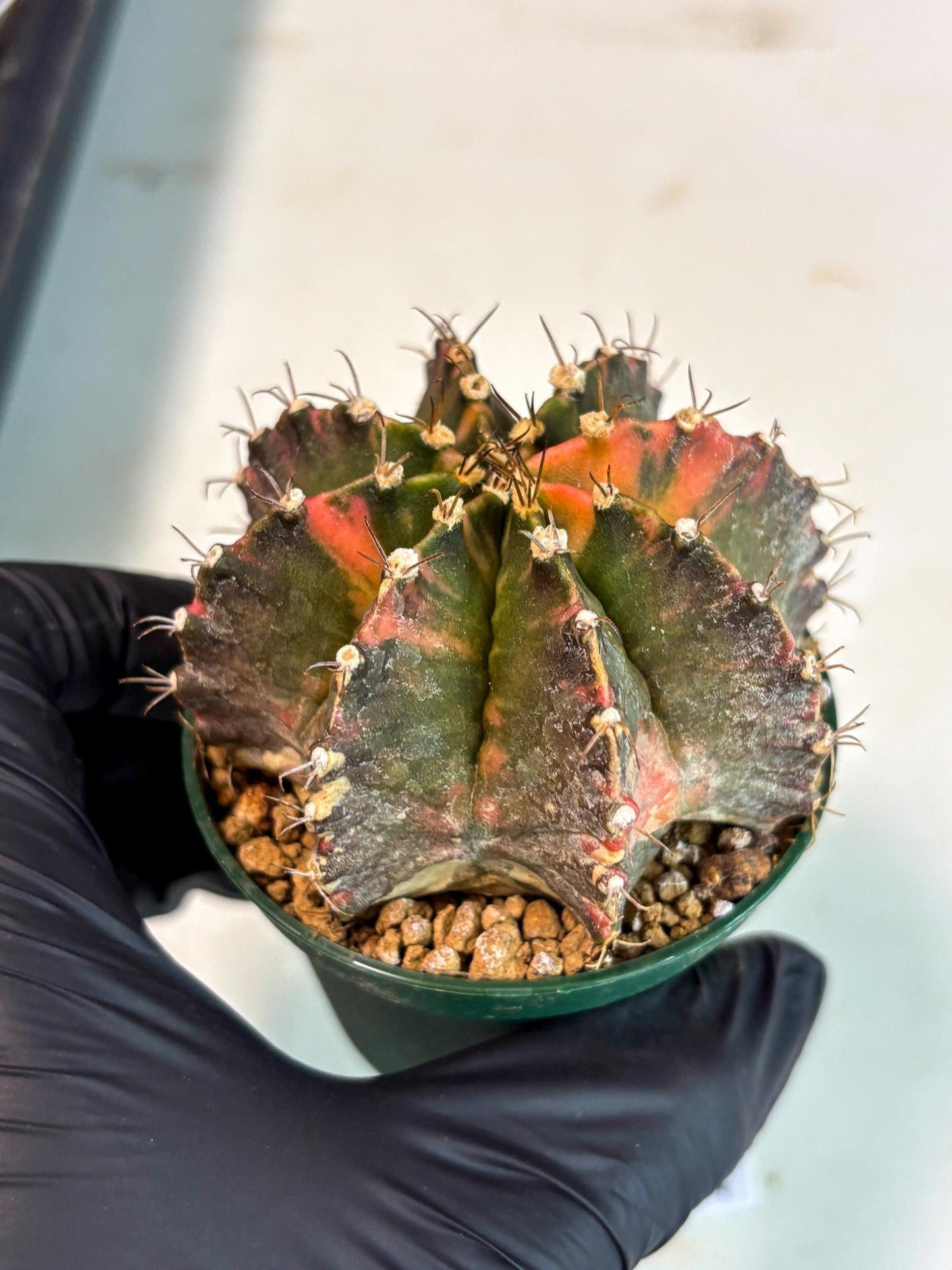 Gymnocalycium Mihanovichii (gy15) (r4) | Imported Plants