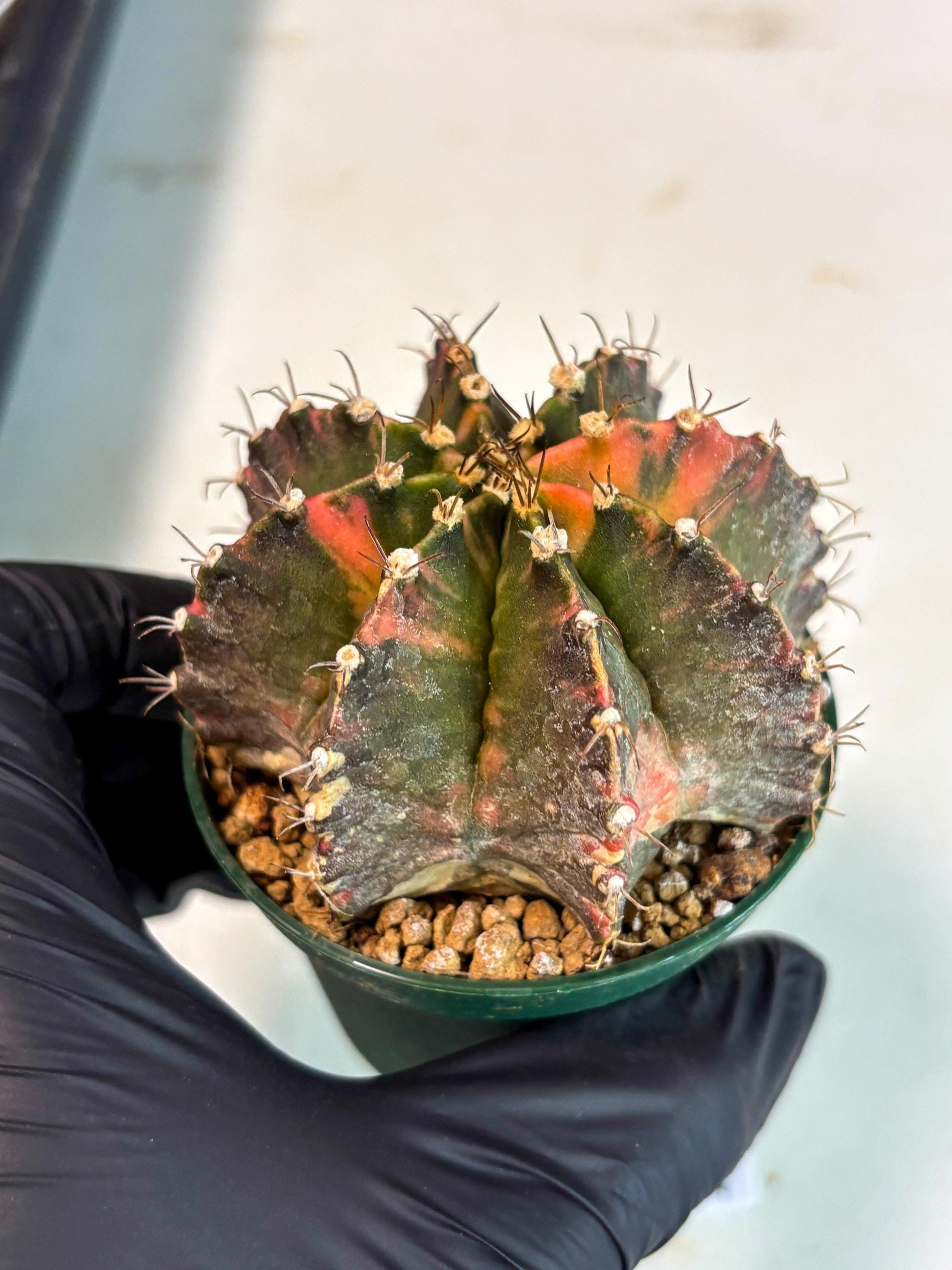 Gymnocalycium Mihanovichii (gy15) (r4) | Imported Plants