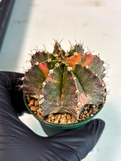 Gymnocalycium Mihanovichii (gy15) (r4) | Imported Plants