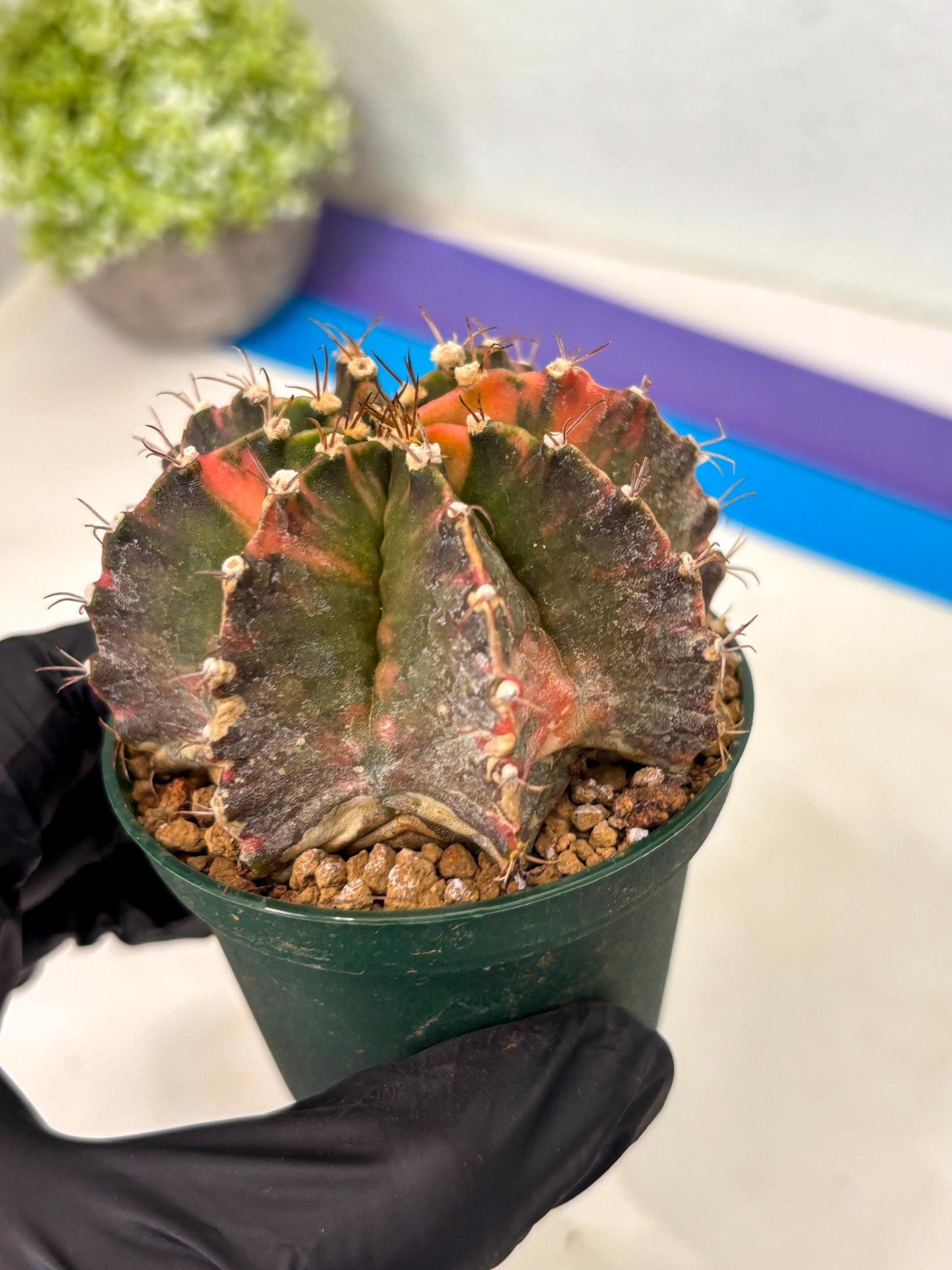 Gymnocalycium Mihanovichii (gy15) (r4) | Imported Plants