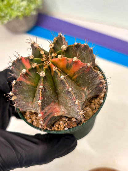 Gymnocalycium Mihanovichii (gy15) (r4) | Imported Plants
