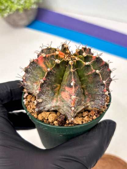 Gymnocalycium Mihanovichii (gy15) (r4) | Imported Plants