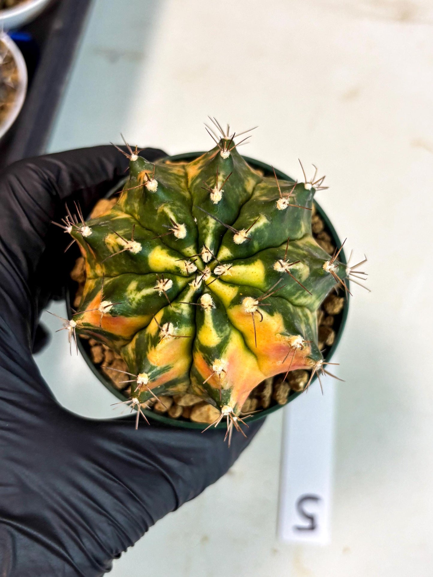 Gymnocalycium Mihanovichii (gy15) (r5) | Imported Plants