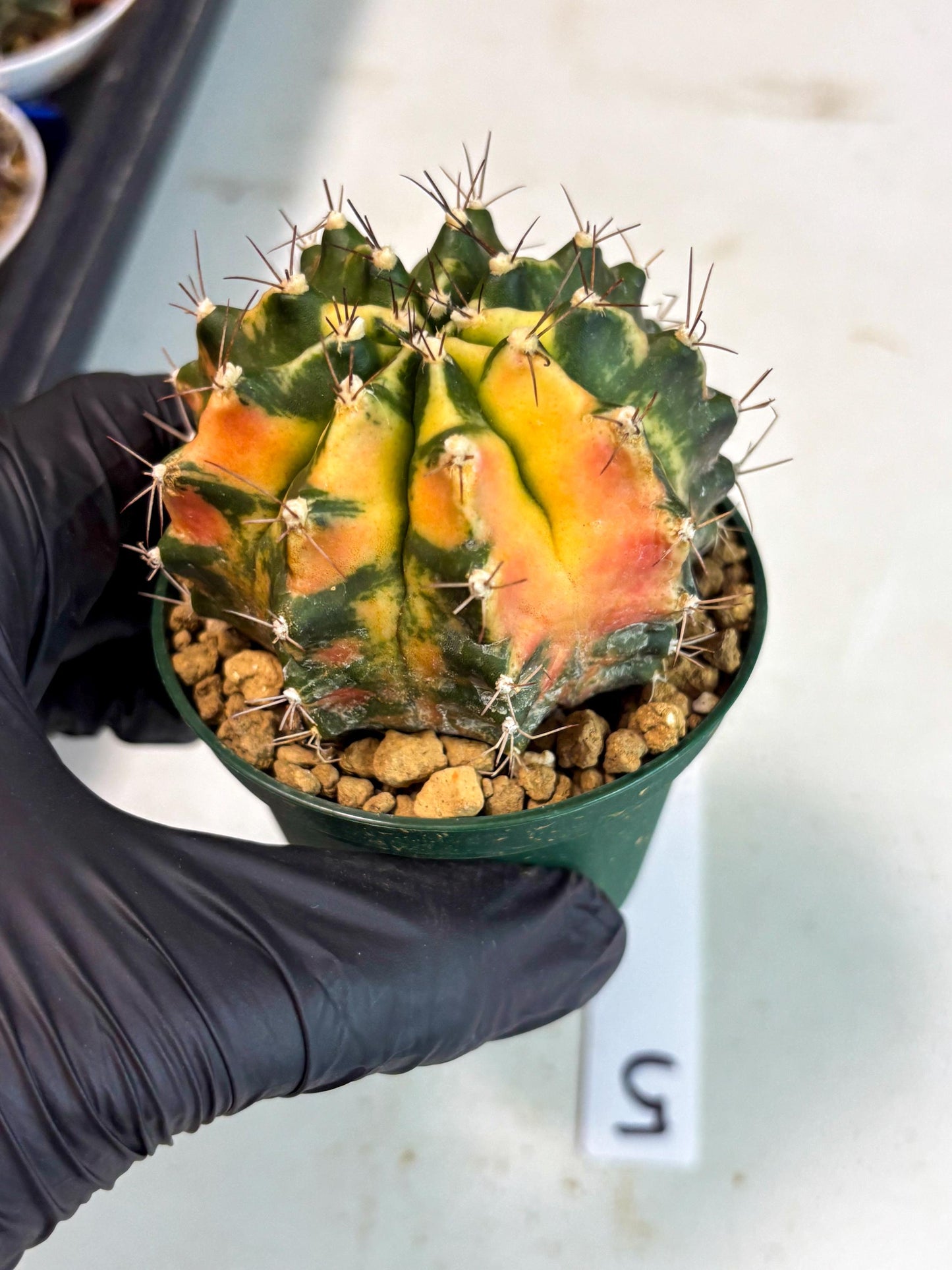 Gymnocalycium Mihanovichii (gy15) (r5) | Imported Plants