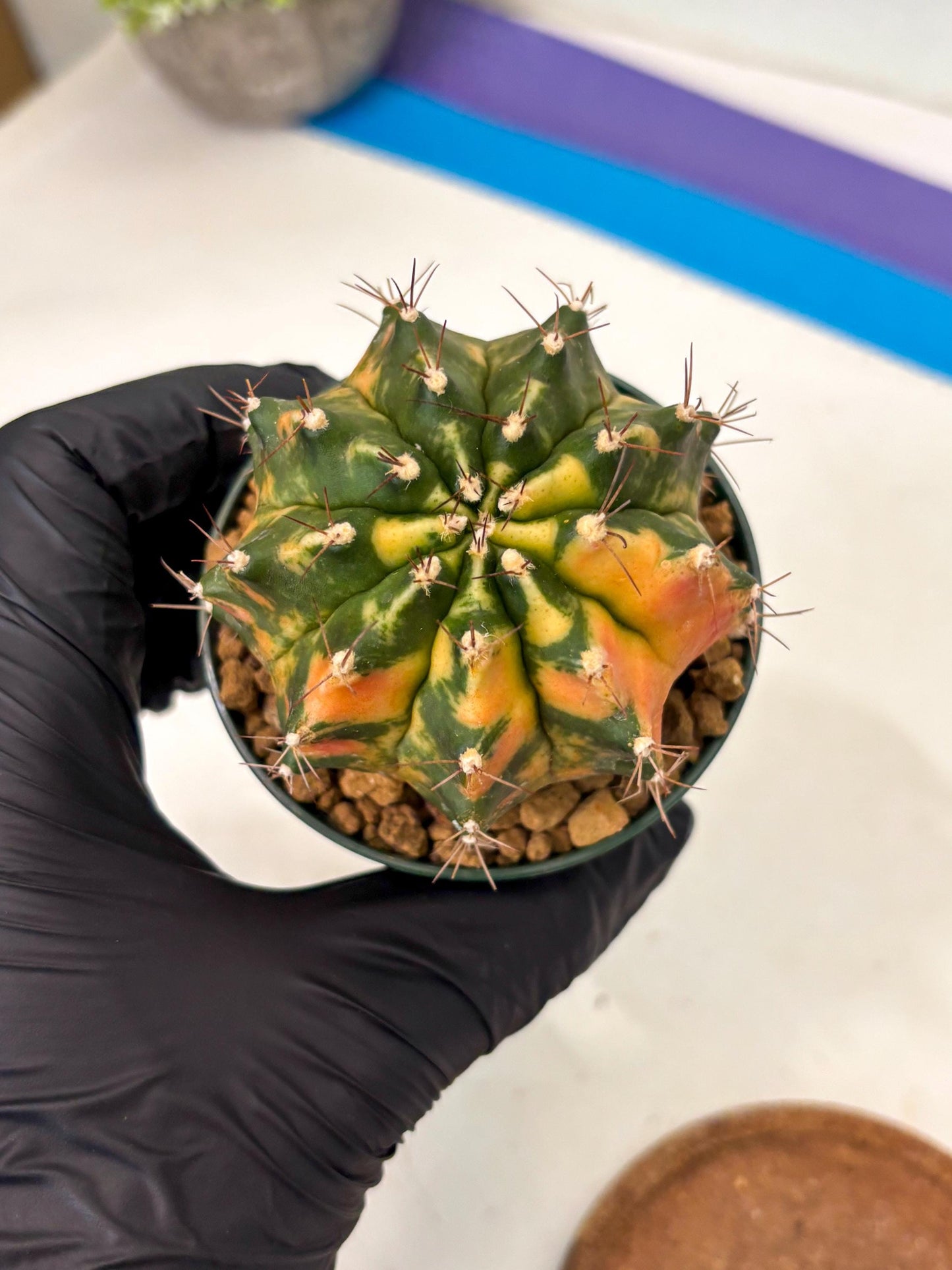 Gymnocalycium Mihanovichii (gy15) (r5) | Imported Plants