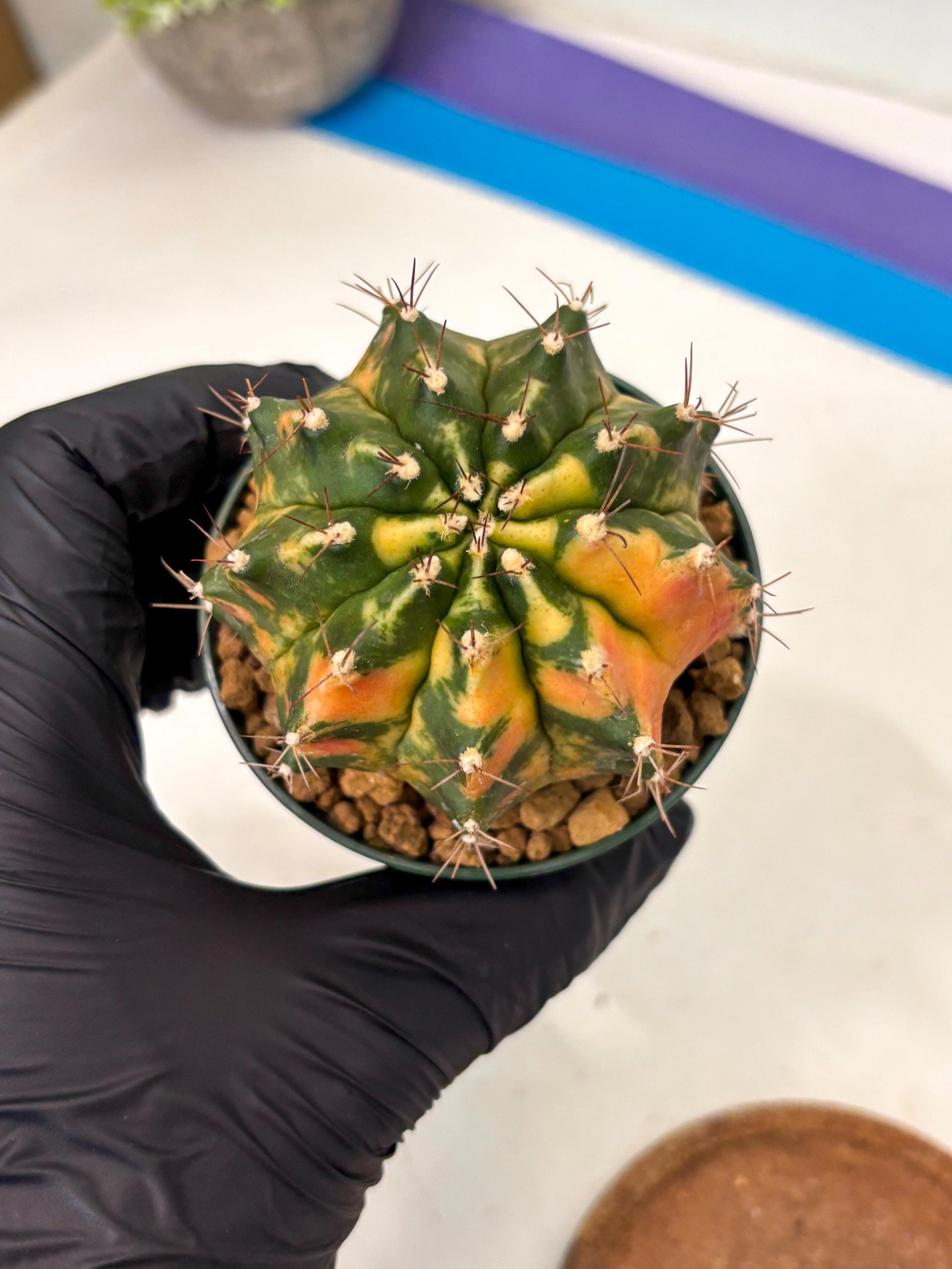 Gymnocalycium Mihanovichii (gy15) (r5) | Imported Plants