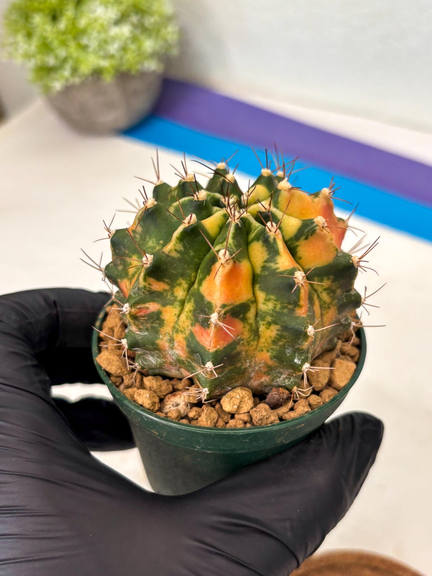 Gymnocalycium Mihanovichii (gy15) (r5) | Imported Plants