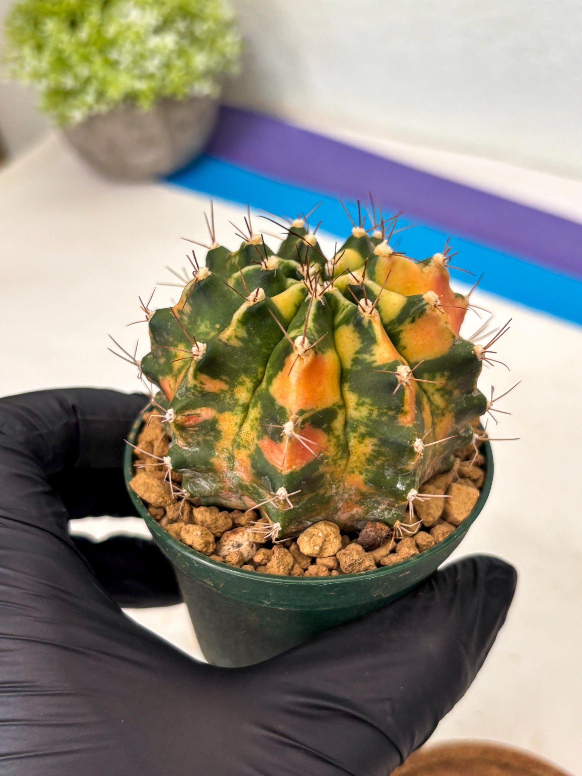 Gymnocalycium Mihanovichii (gy15) (r5) | Imported Plants