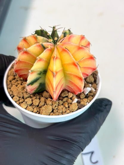 Gymnocalycium Lb Hybrid (gy16) (y2) | Imported Plants