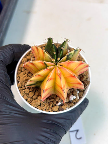 Gymnocalycium Lb Hybrid (gy16) (y2) | Imported Plants