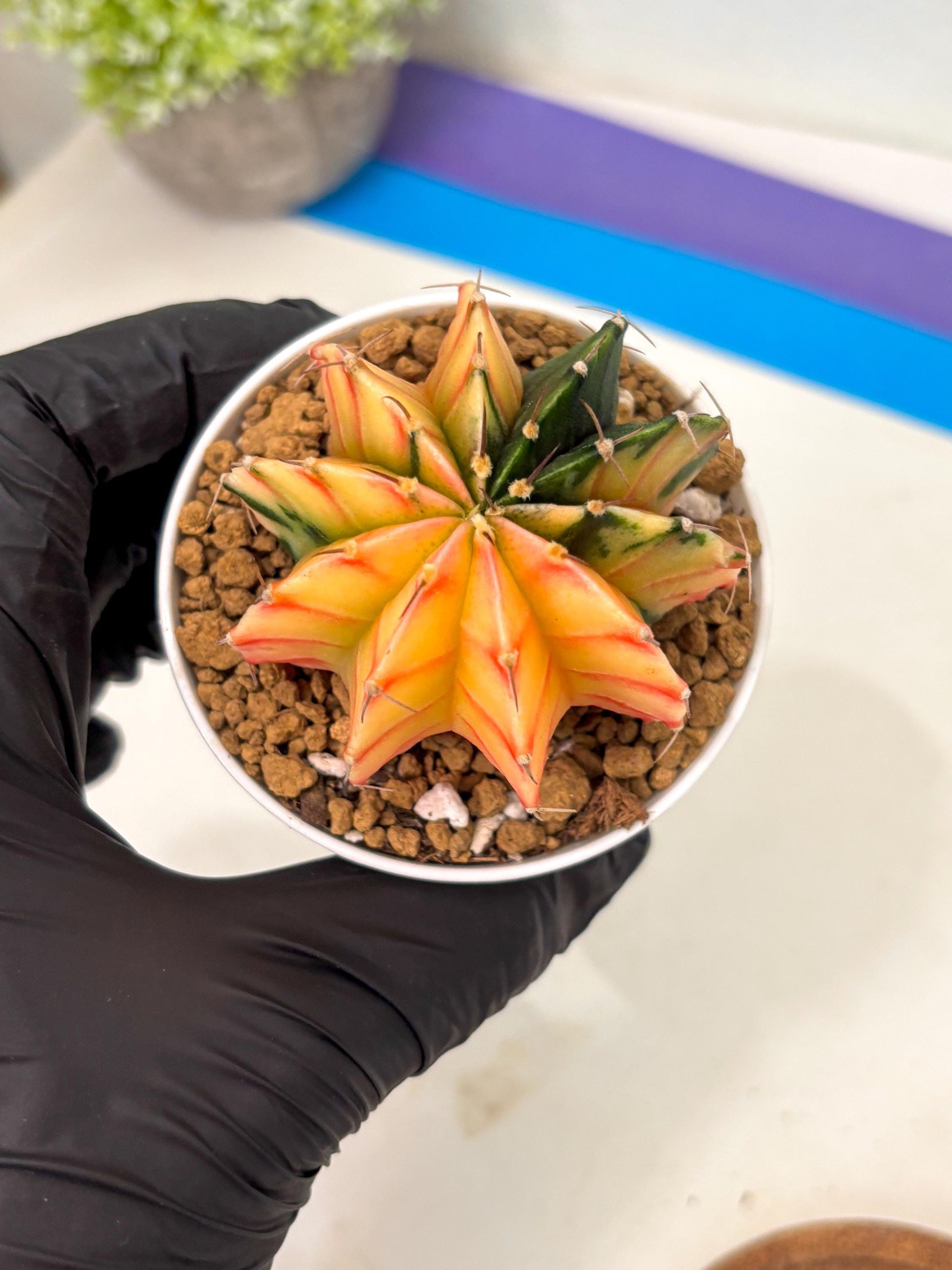 Gymnocalycium Lb Hybrid (gy16) (y2) | Imported Plants
