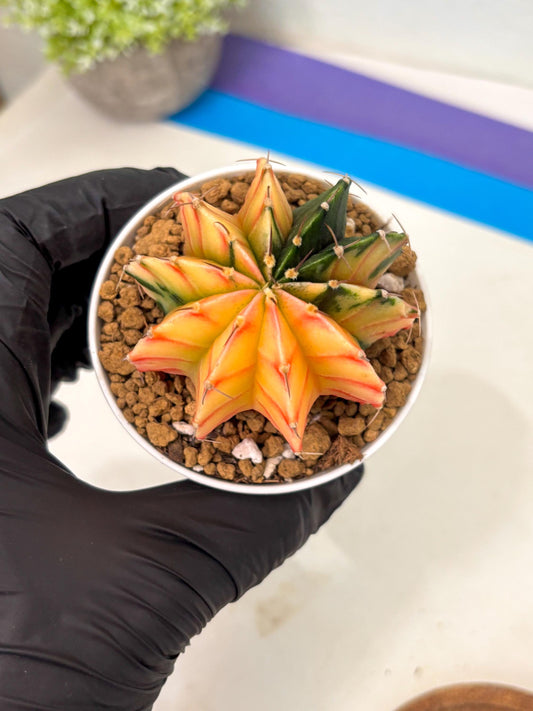 Gymnocalycium Lb Hybrid (gy16) (y2) | Imported Plants