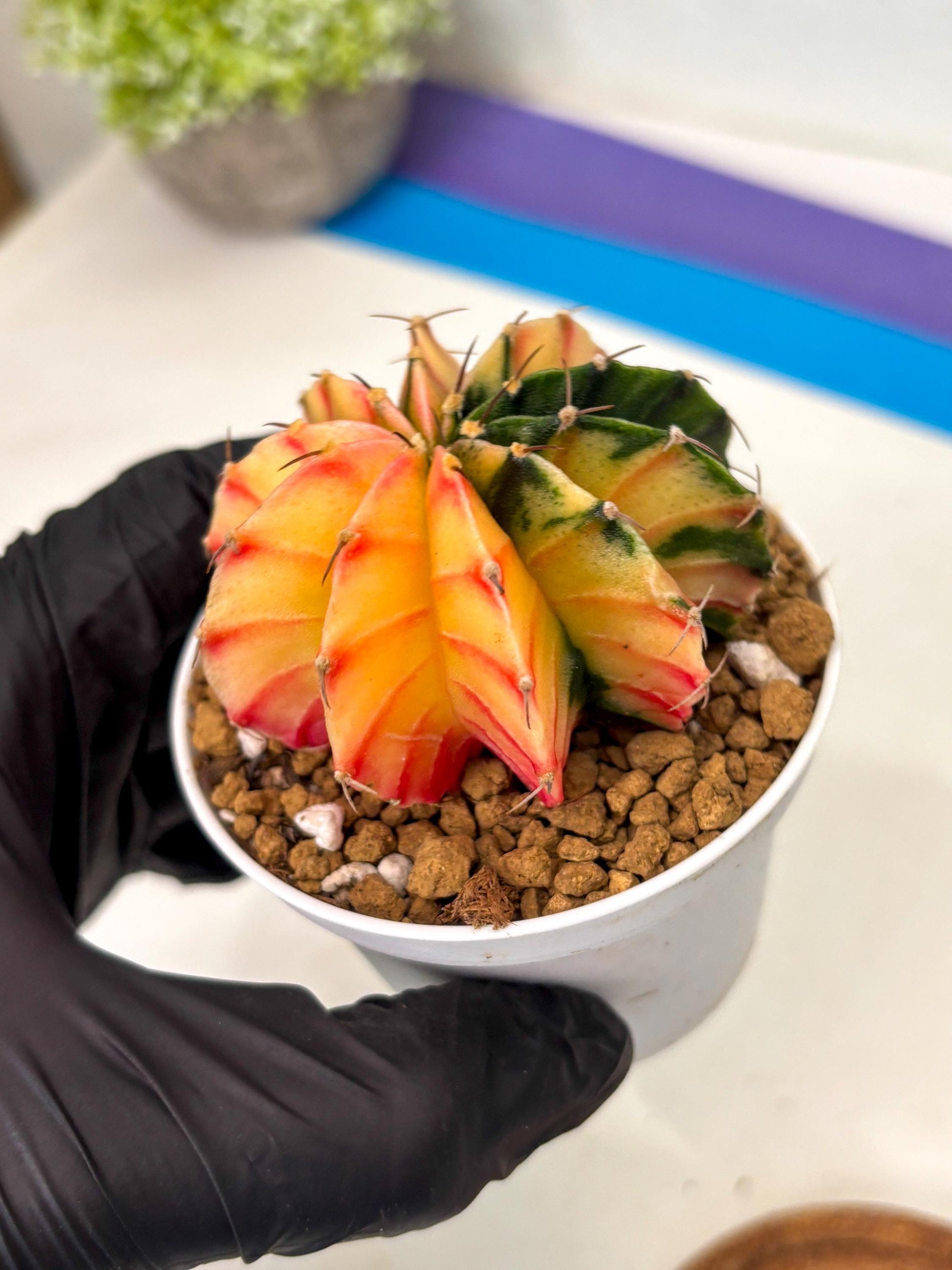 Gymnocalycium Lb Hybrid (gy16) (y2) | Imported Plants