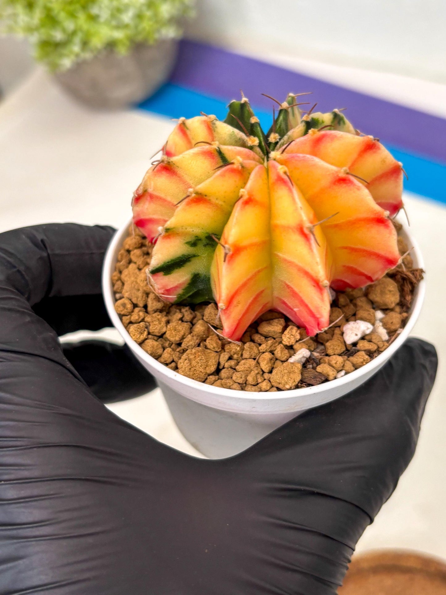 Gymnocalycium Lb Hybrid (gy16) (y2) | Imported Plants