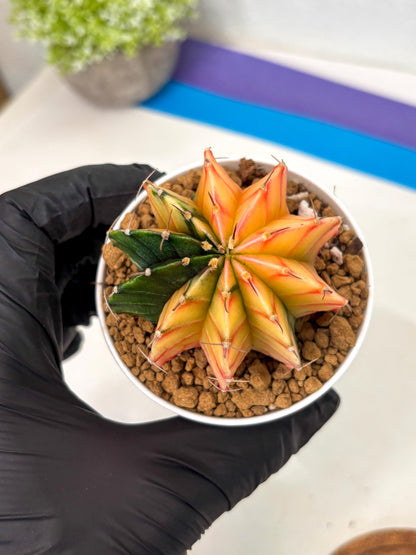 Gymnocalycium Lb Hybrid (gy16) (y2) | Imported Plants