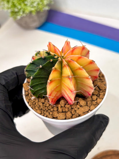 Gymnocalycium Lb Hybrid (gy16) (y2) | Imported Plants