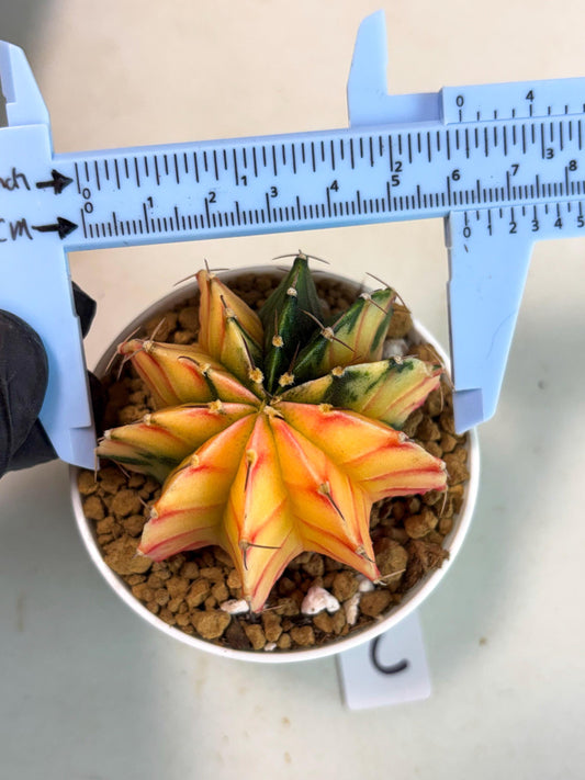 Gymnocalycium Lb Hybrid (gy16) (y2) | Imported Plants