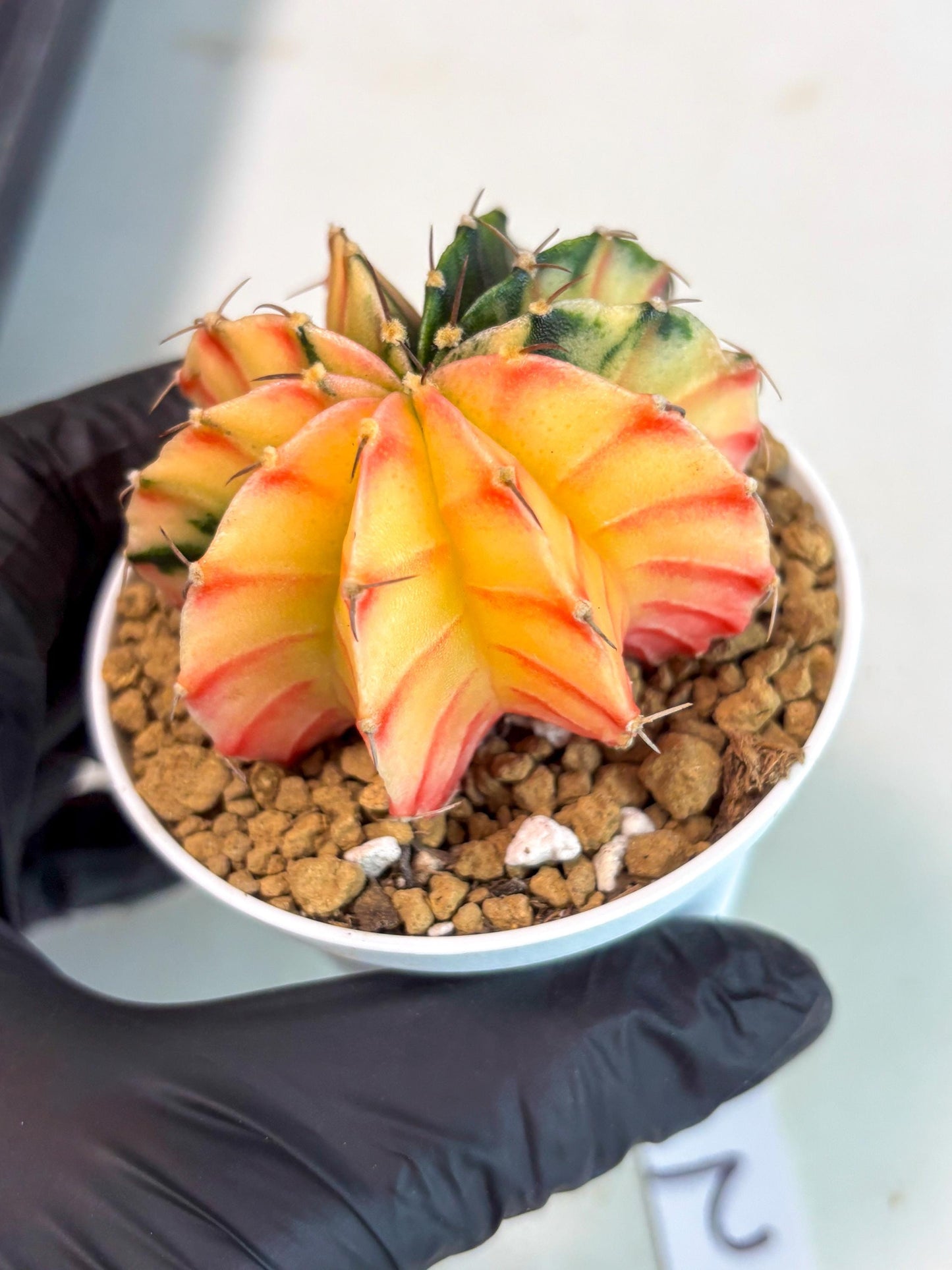 Gymnocalycium Lb Hybrid (gy16) (y2) | Imported Plants