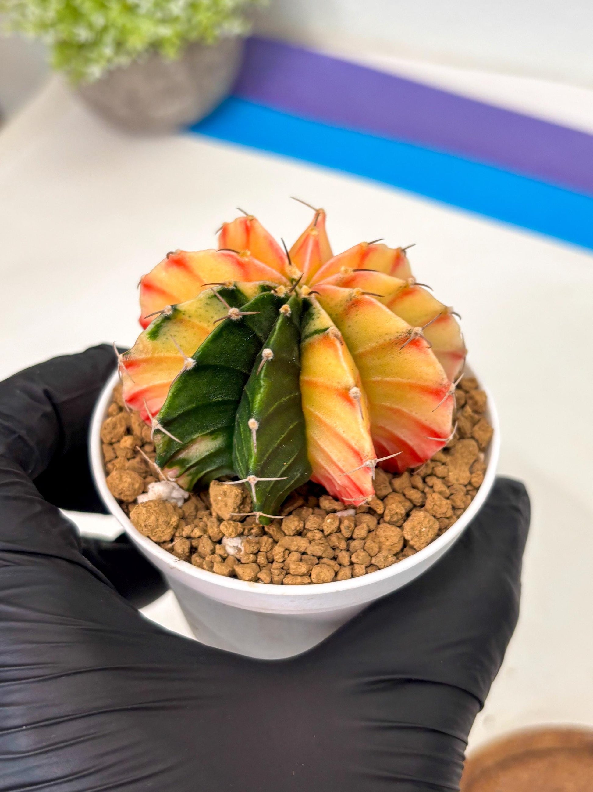 Gymnocalycium Lb Hybrid (gy16) (y2) | Imported Plants
