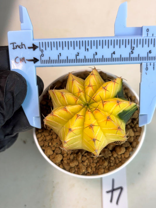 Gymnocalycium Lb Hybrid (gy16) (y4) | Imported Plants