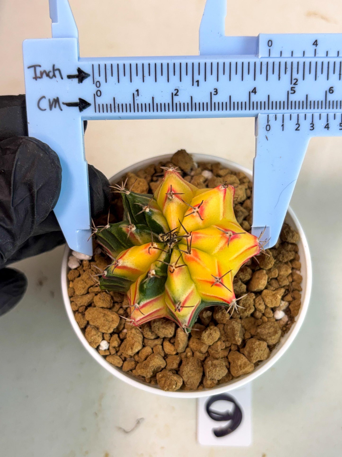 Gymnocalycium Lb Hybrid (gy16) (y6) | Imported Plants