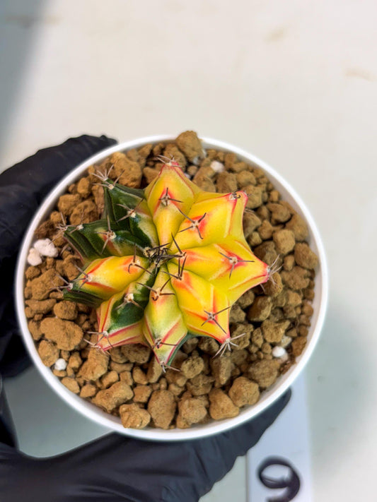 Gymnocalycium Lb Hybrid (gy16) (y6) | Imported Plants