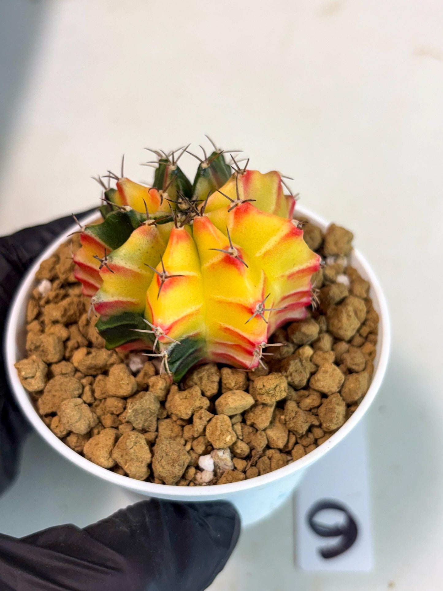 Gymnocalycium Lb Hybrid (gy16) (y6) | Imported Plants