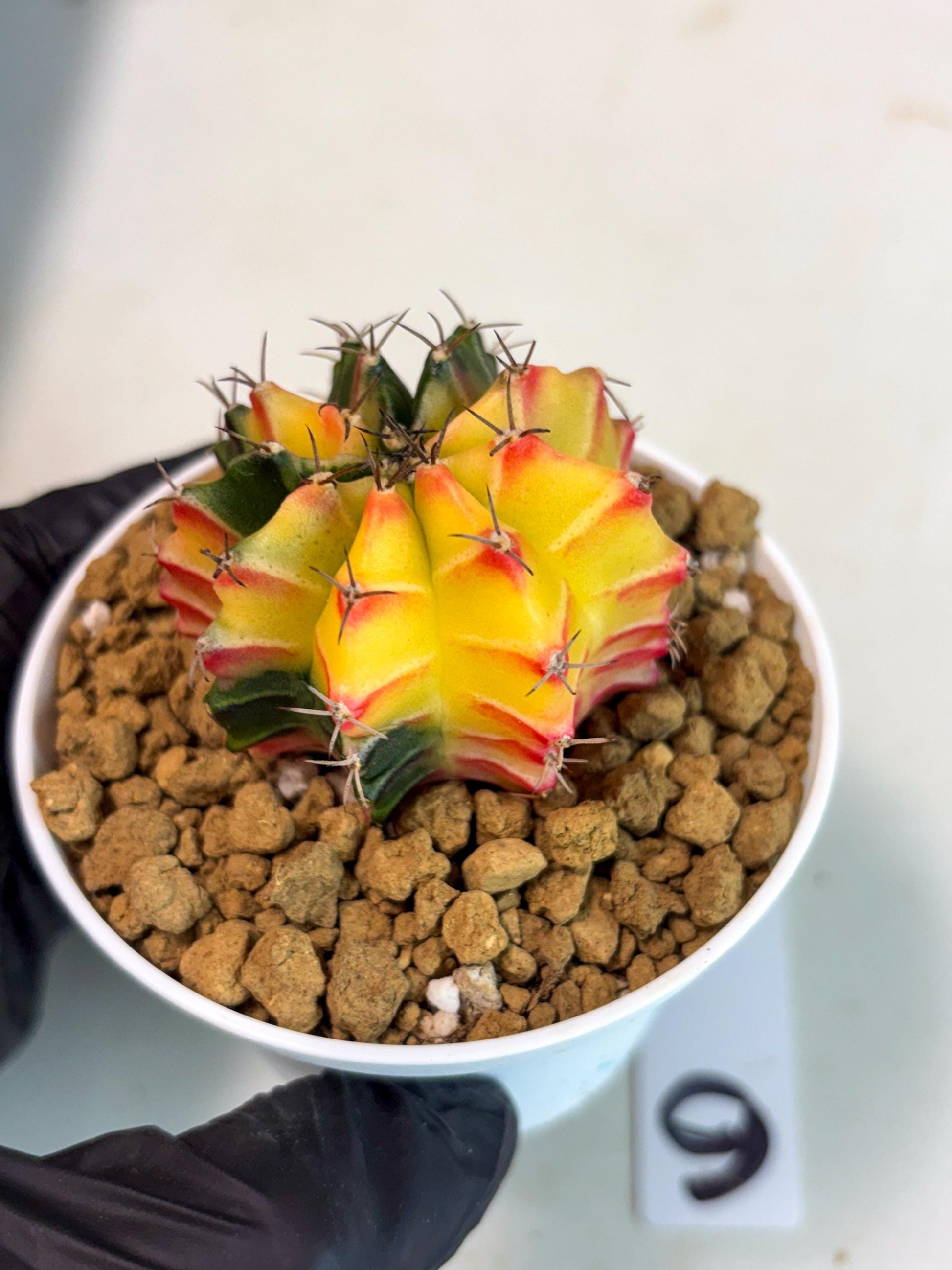 Gymnocalycium Lb Hybrid (gy16) (y6) | Imported Plants