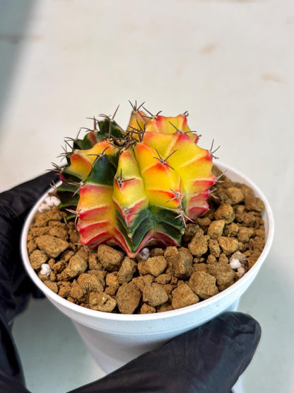 Gymnocalycium Lb Hybrid (gy16) (y6) | Imported Plants