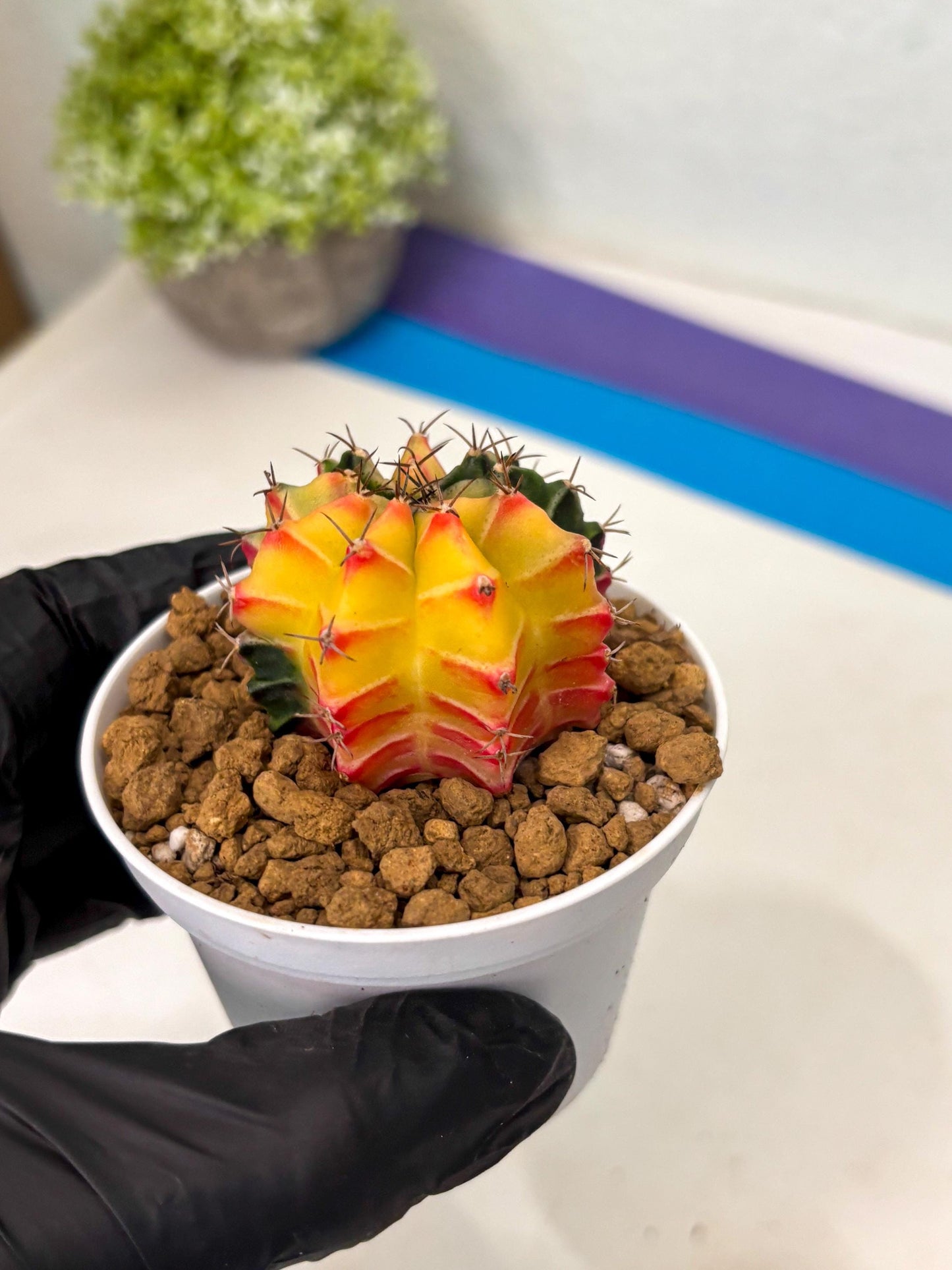 Gymnocalycium Lb Hybrid (gy16) (y6) | Imported Plants