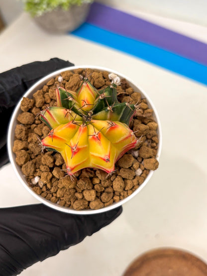 Gymnocalycium Lb Hybrid (gy16) (y6) | Imported Plants