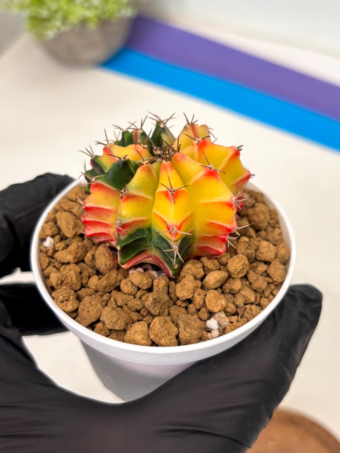 Gymnocalycium Lb Hybrid (gy16) (y6) | Imported Plants