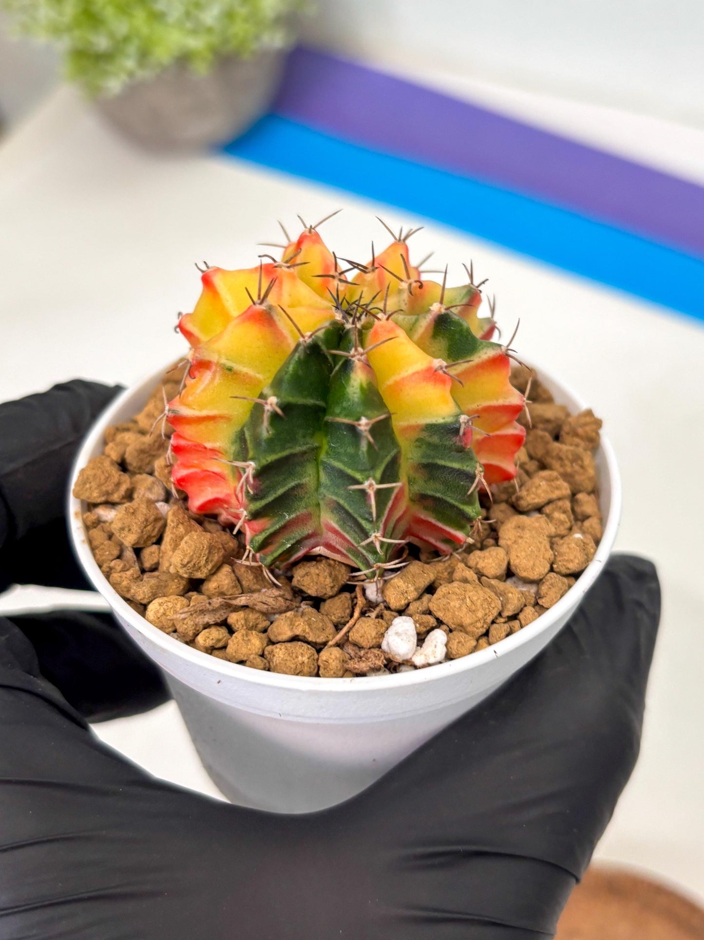 Gymnocalycium Lb Hybrid (gy16) (y6) | Imported Plants