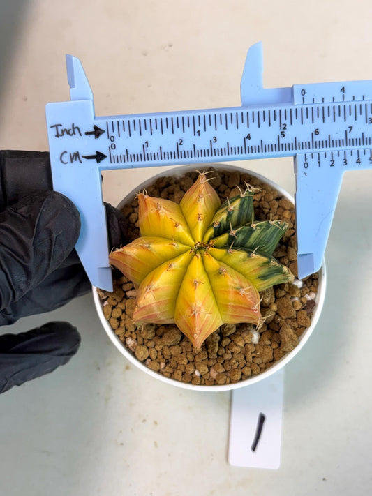 Gymnocalycium Lb Hybrid (gy16) (b1) | Imported Plants