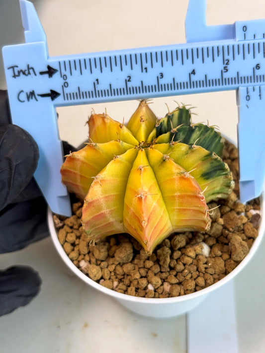 Gymnocalycium Lb Hybrid (gy16) (b1) | Imported Plants